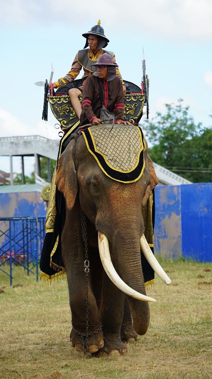 elephant tusks warrior free photo