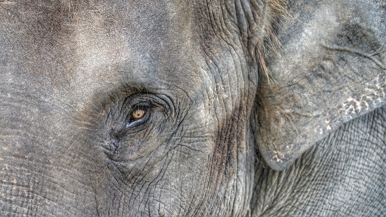 elephant eye closeup free photo