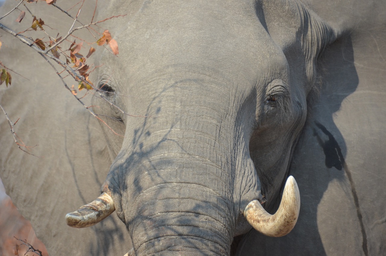 elephant africa wildlife free photo