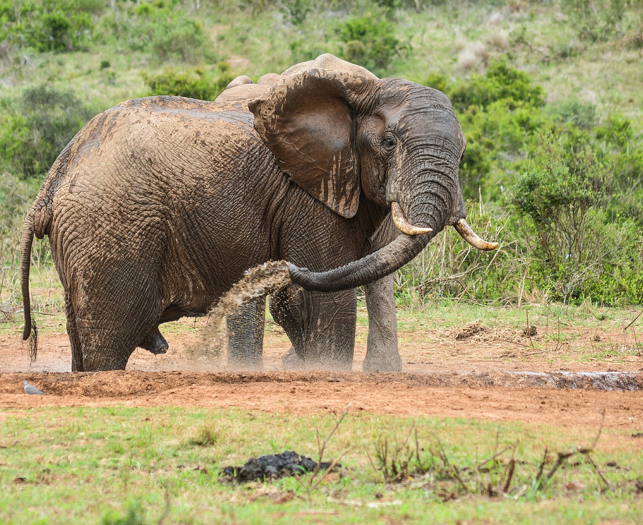 elephant wildlife nature free photo