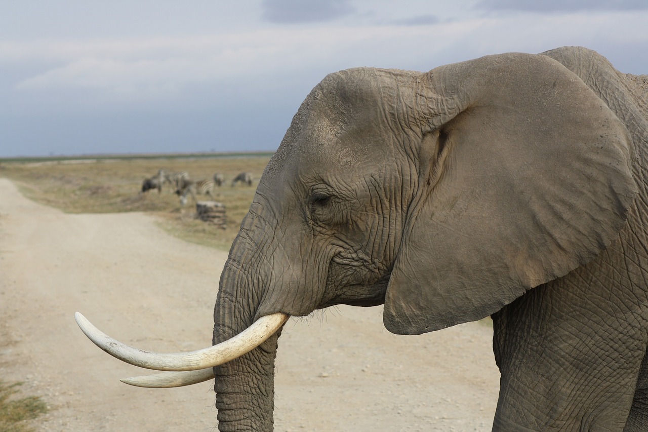 elephant tusk safari free photo