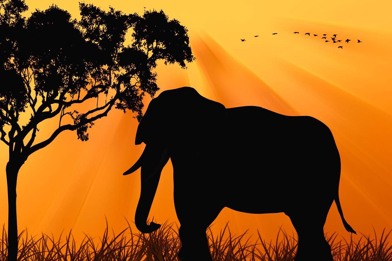 elephant sunset silhouette free photo