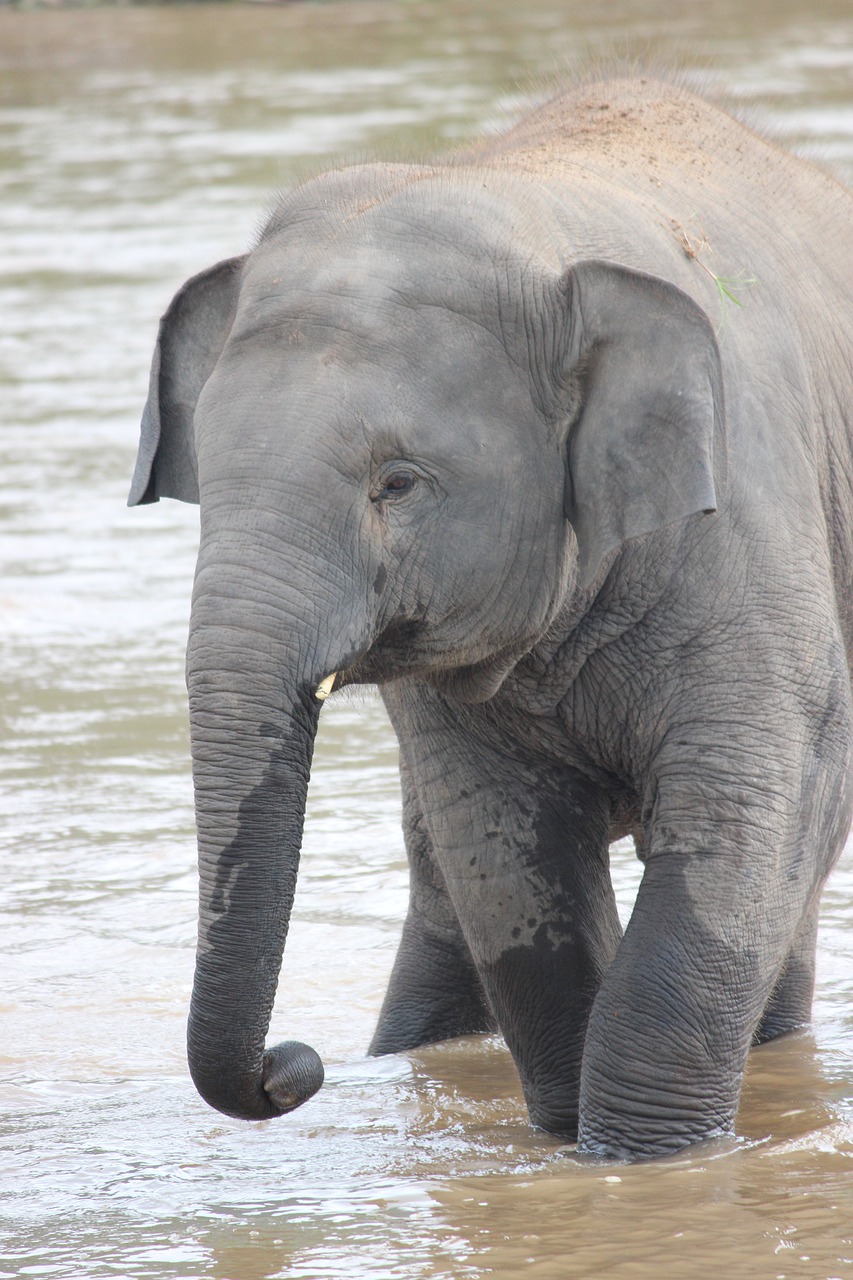 elephant wildlife water free photo