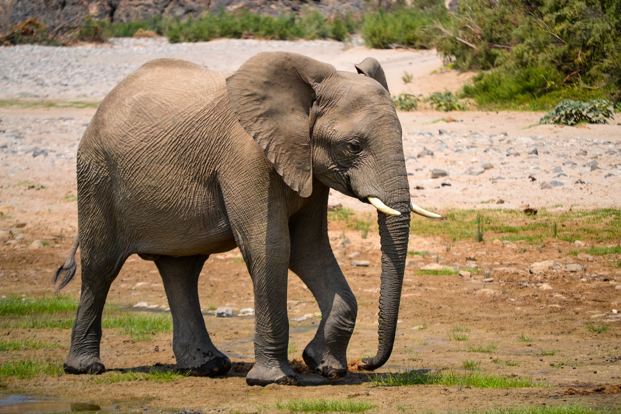 elephant africa namibia free photo
