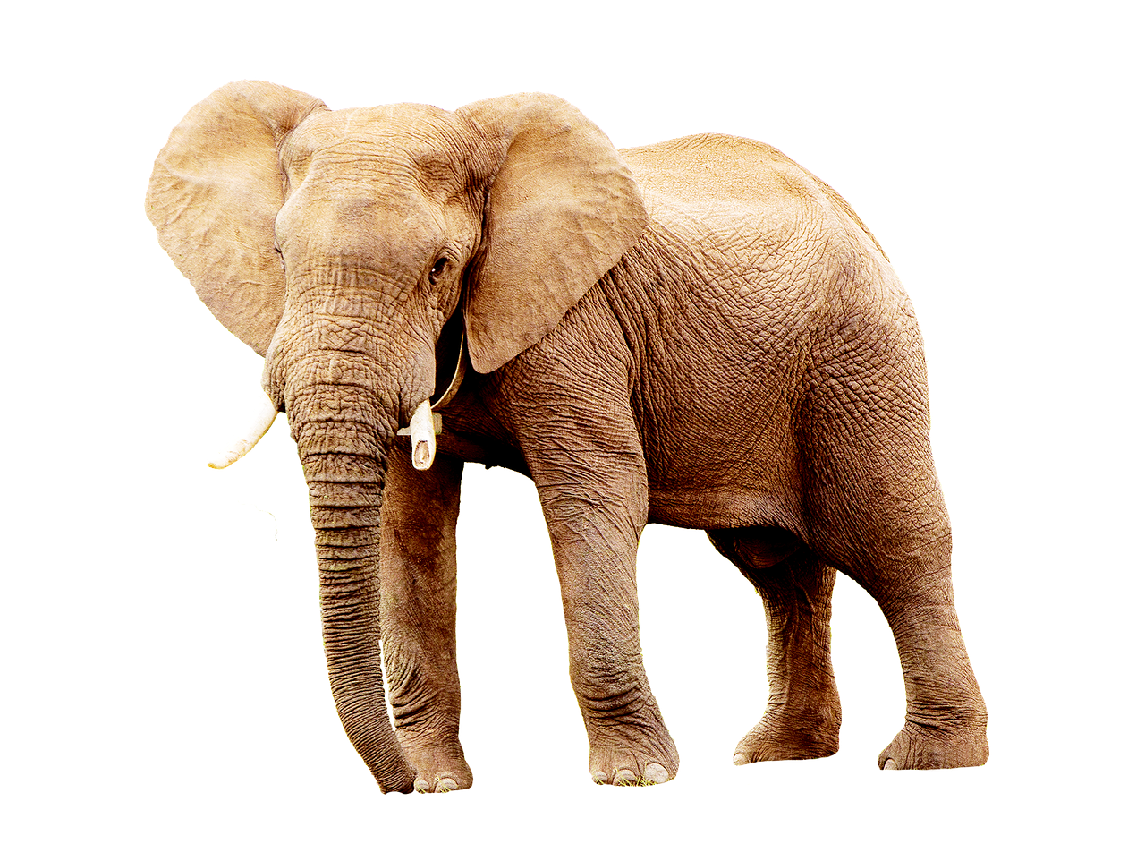 elephant animal animals free photo