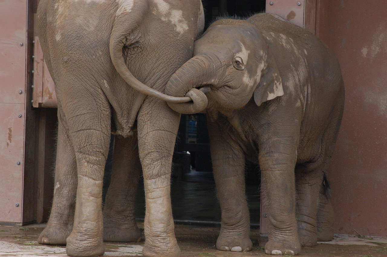 elephant trunk ivory free photo
