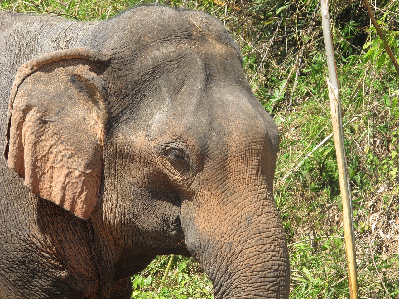 elephant elephant head thailand free photo