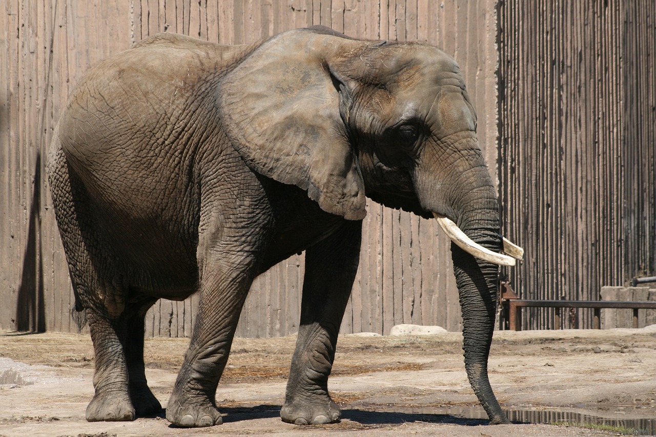 elephant wildlife mammal free photo