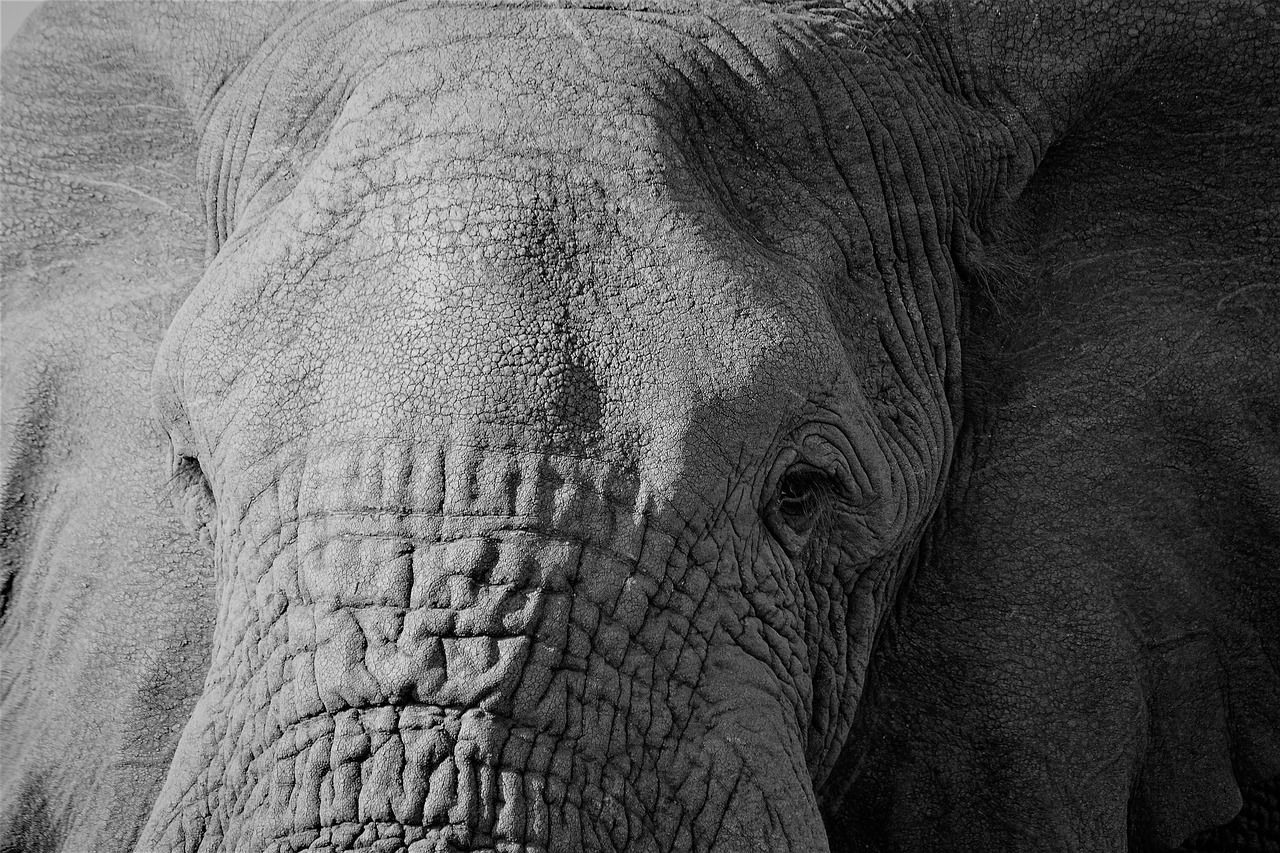 elephant nature wildlife free photo