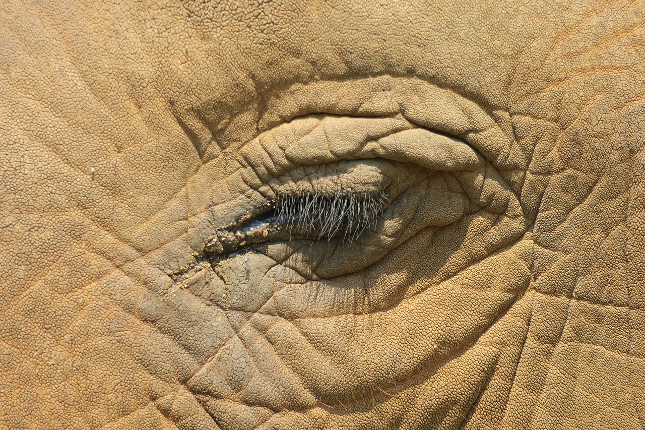 elephant close portrait free photo