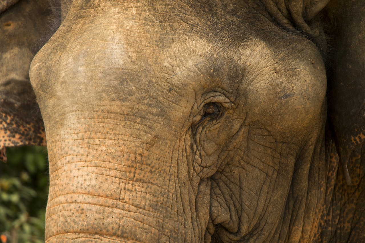 elephant safari eyes free photo