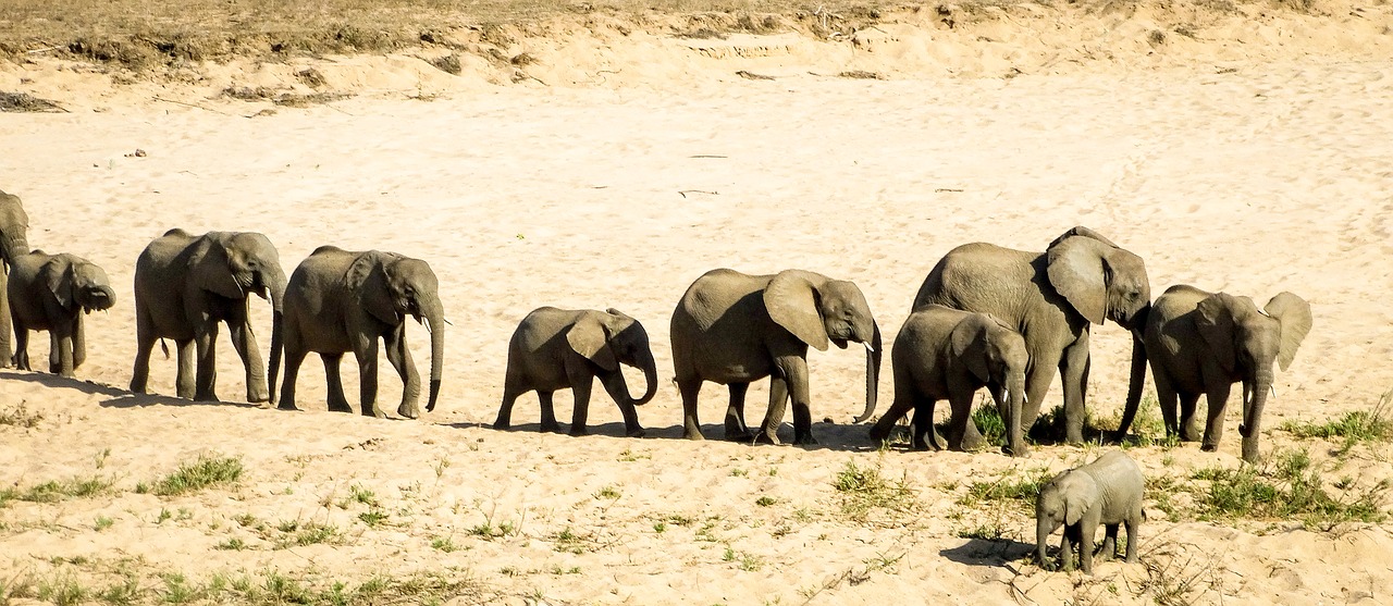 elephant  wildlife  safari free photo