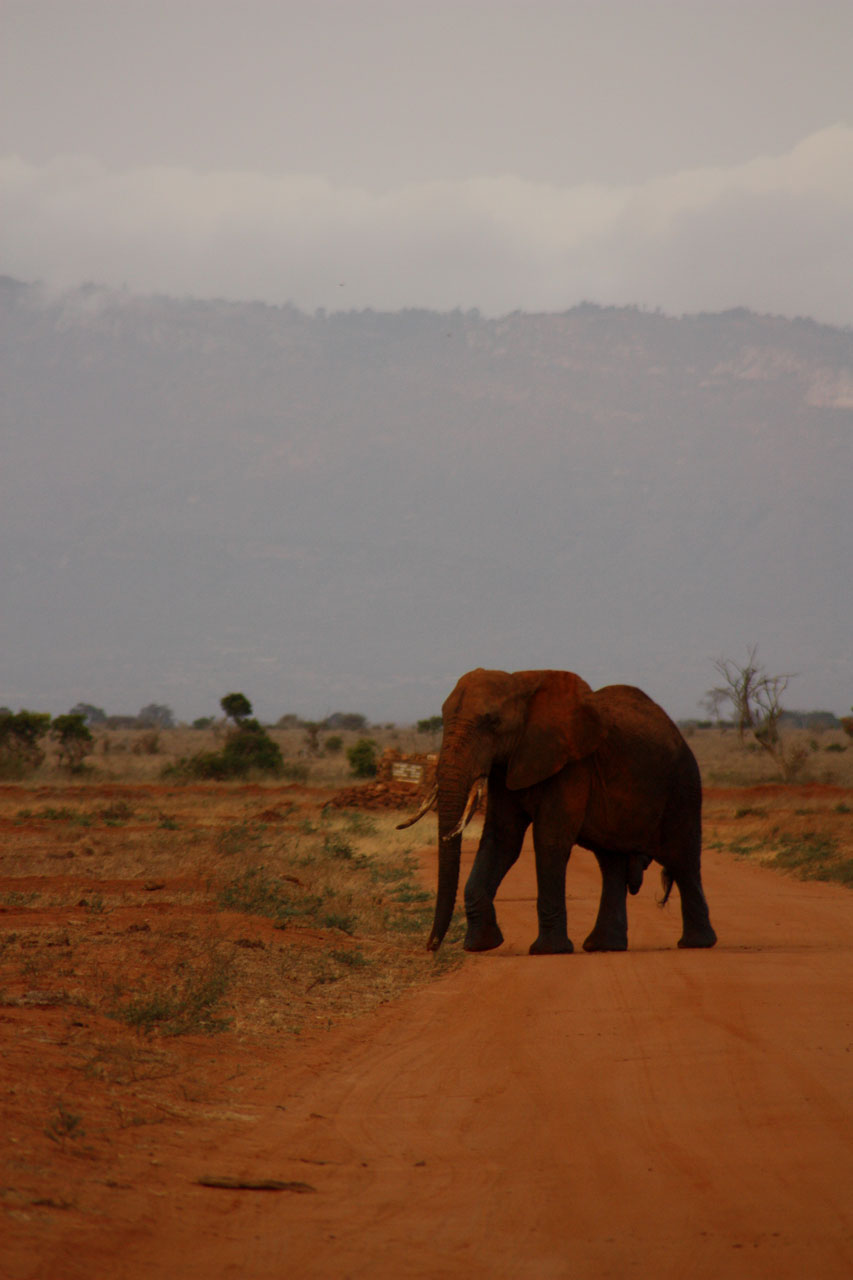 elephant animal family free photo