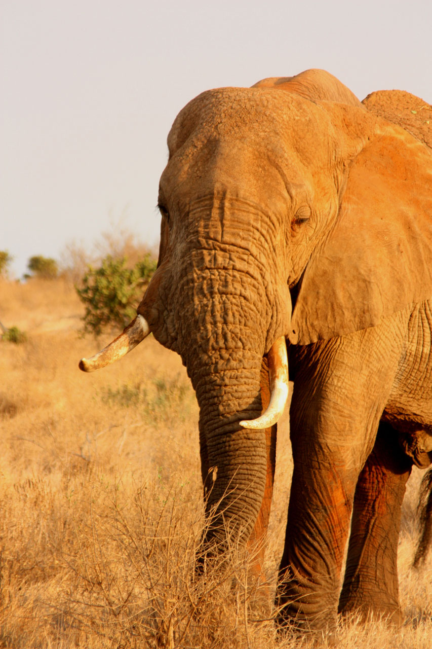 elephant animal family free photo