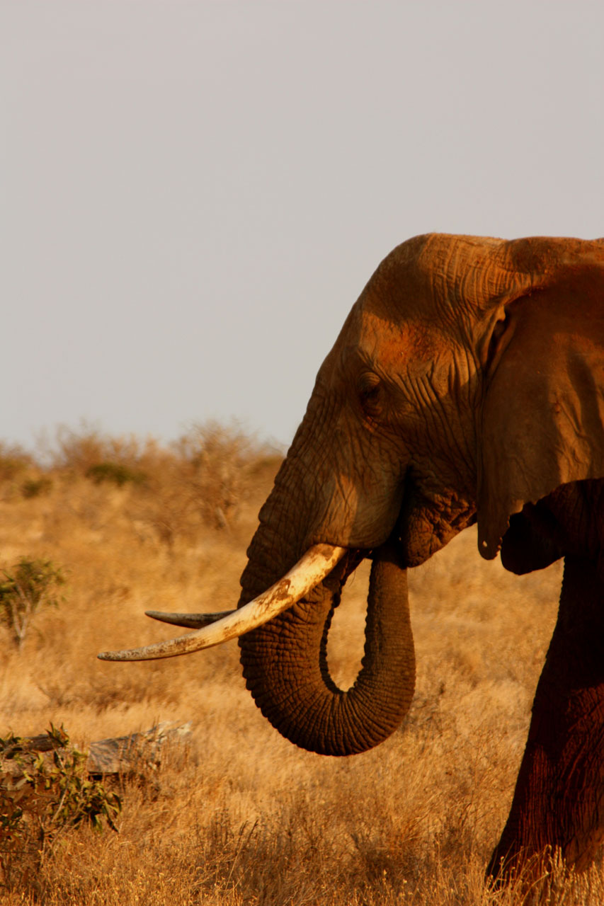 elephant animal family free photo