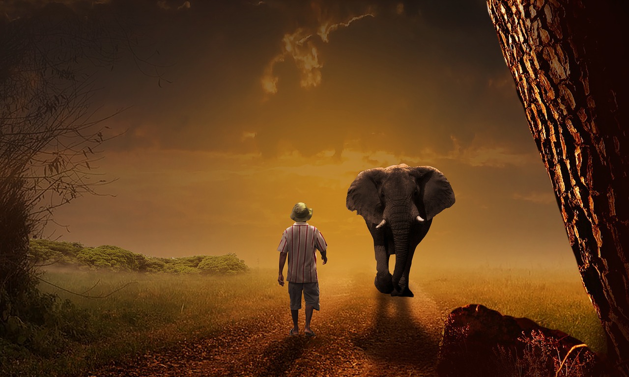 elephant  man  sunset free photo