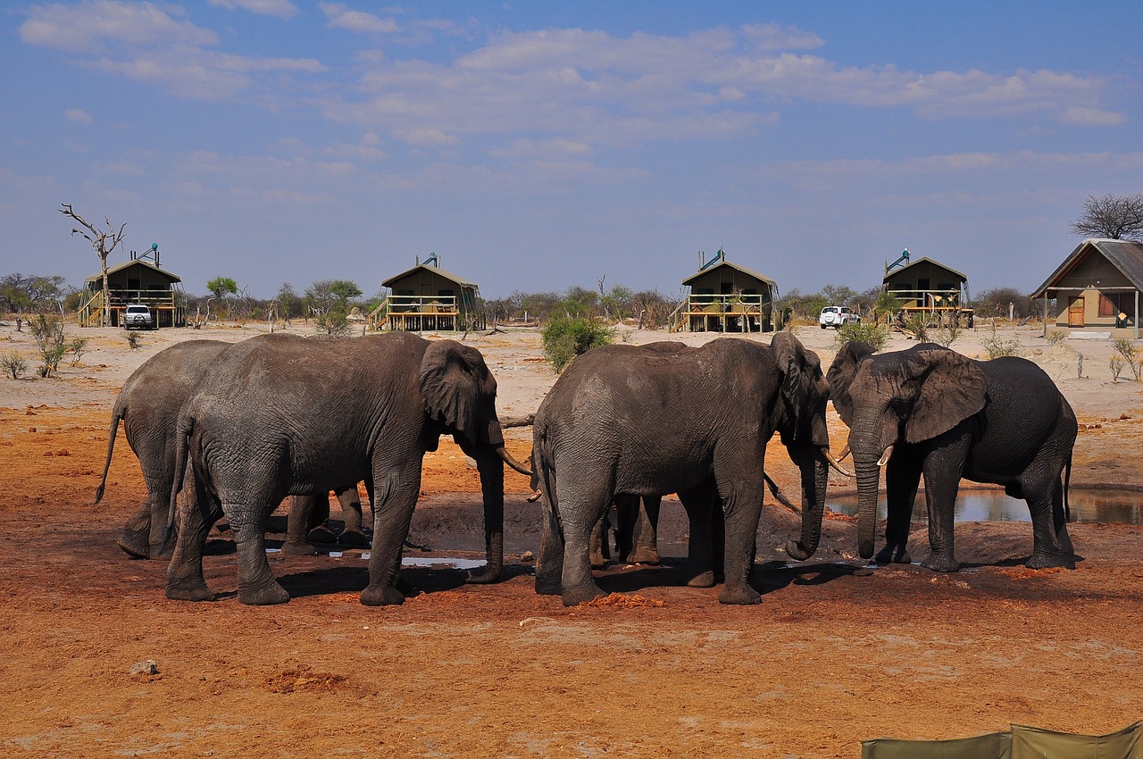 elephant  mammal  travel free photo