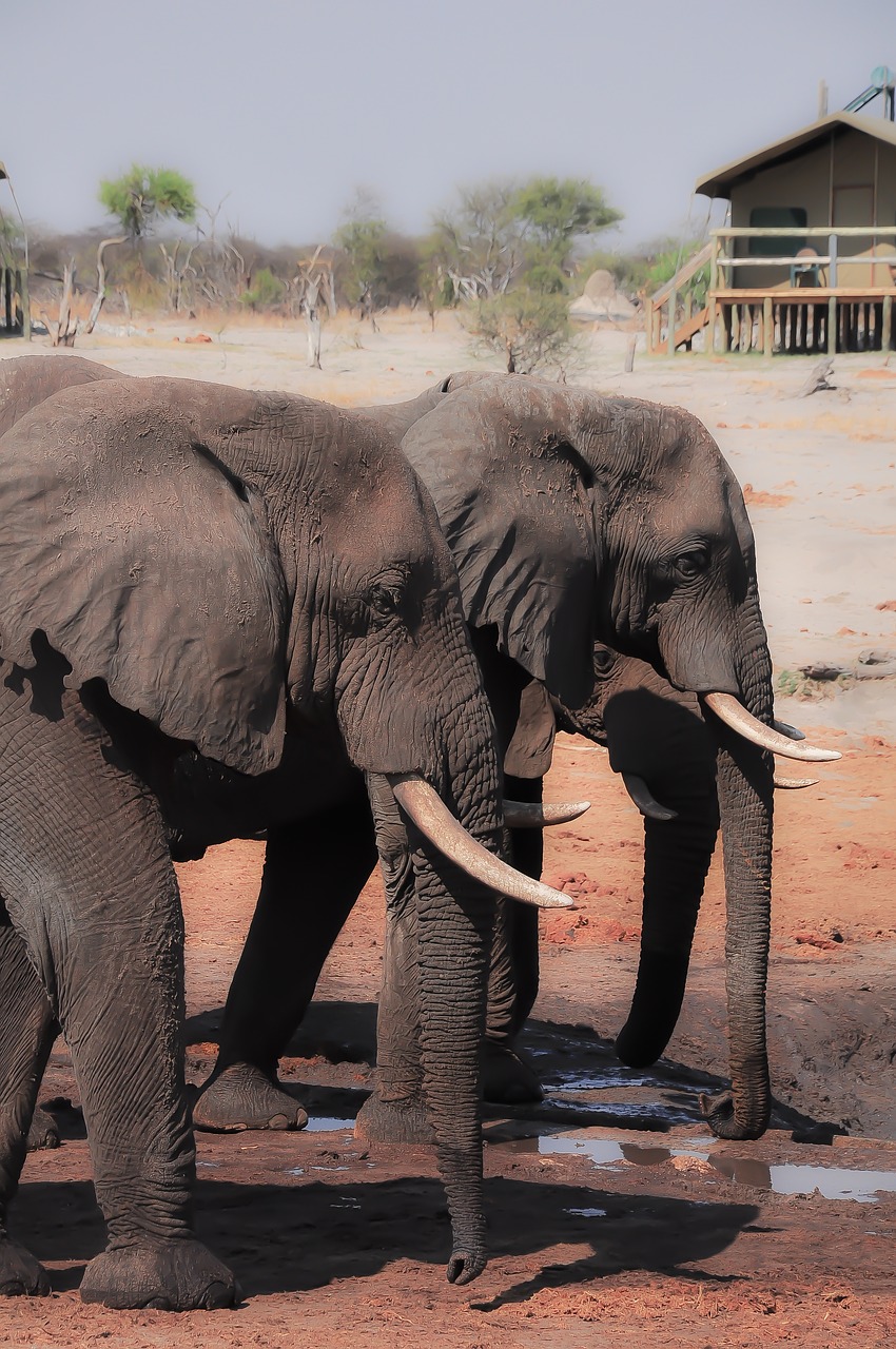 elephant  mammal  trunk free photo