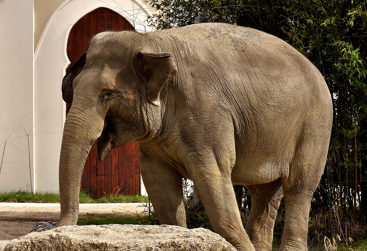 elephant  proboscis  pachyderm free photo