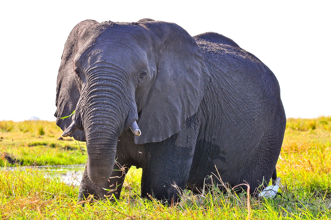 elephant  wildlife  mammal free photo