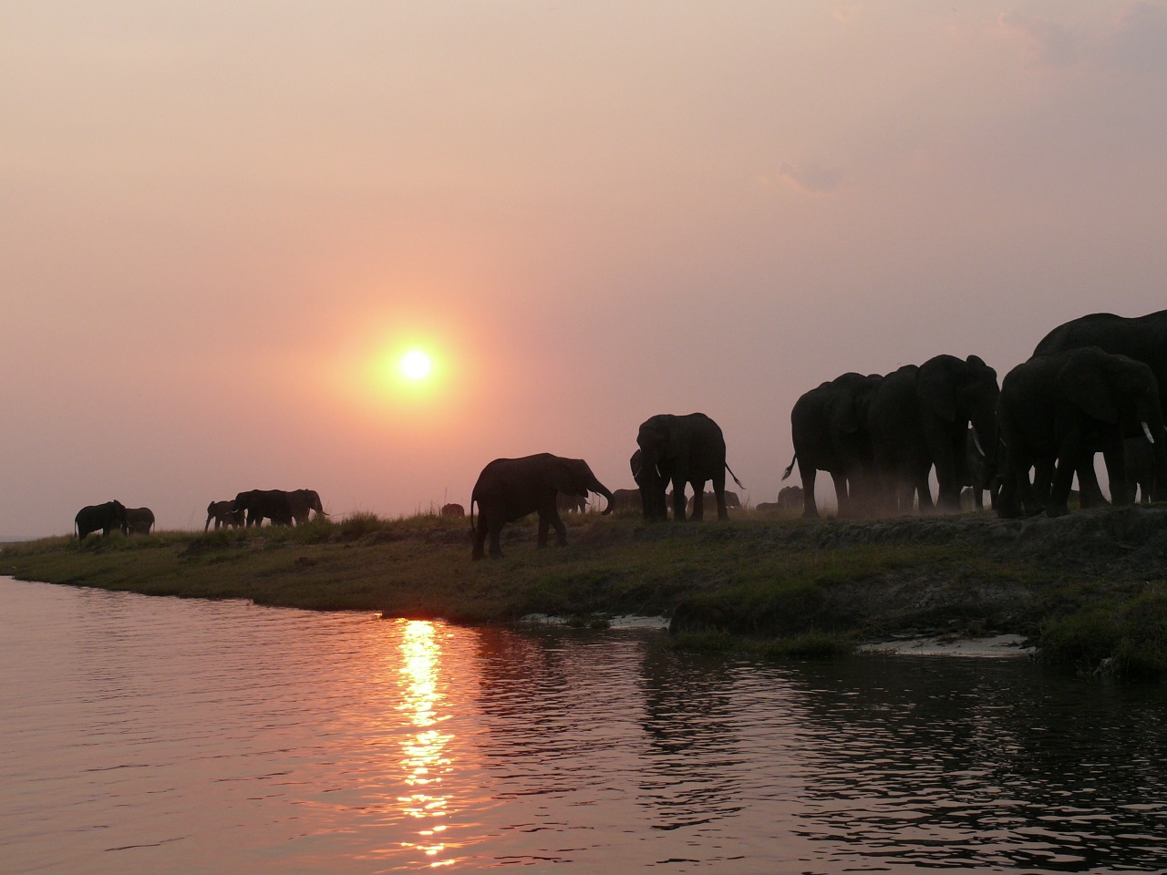 elephant herd of elephants flock free photo