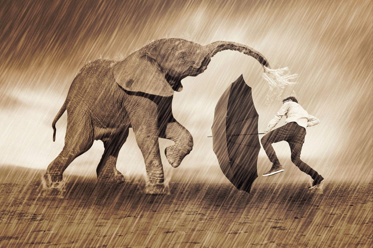 elephant play rain free photo