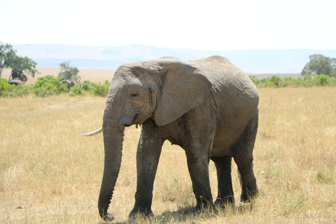 elephant  wildlife  mammal free photo