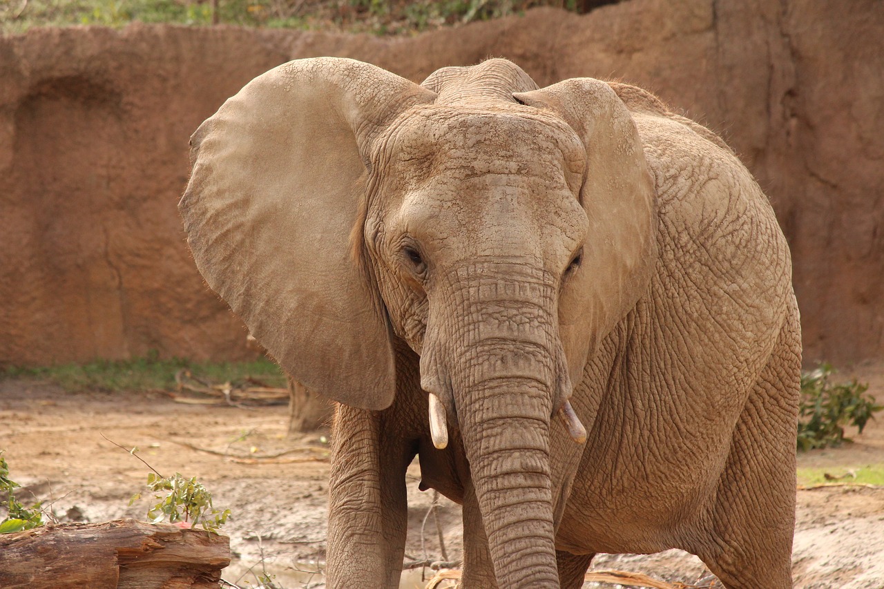 elephant  zoo  gray free photo