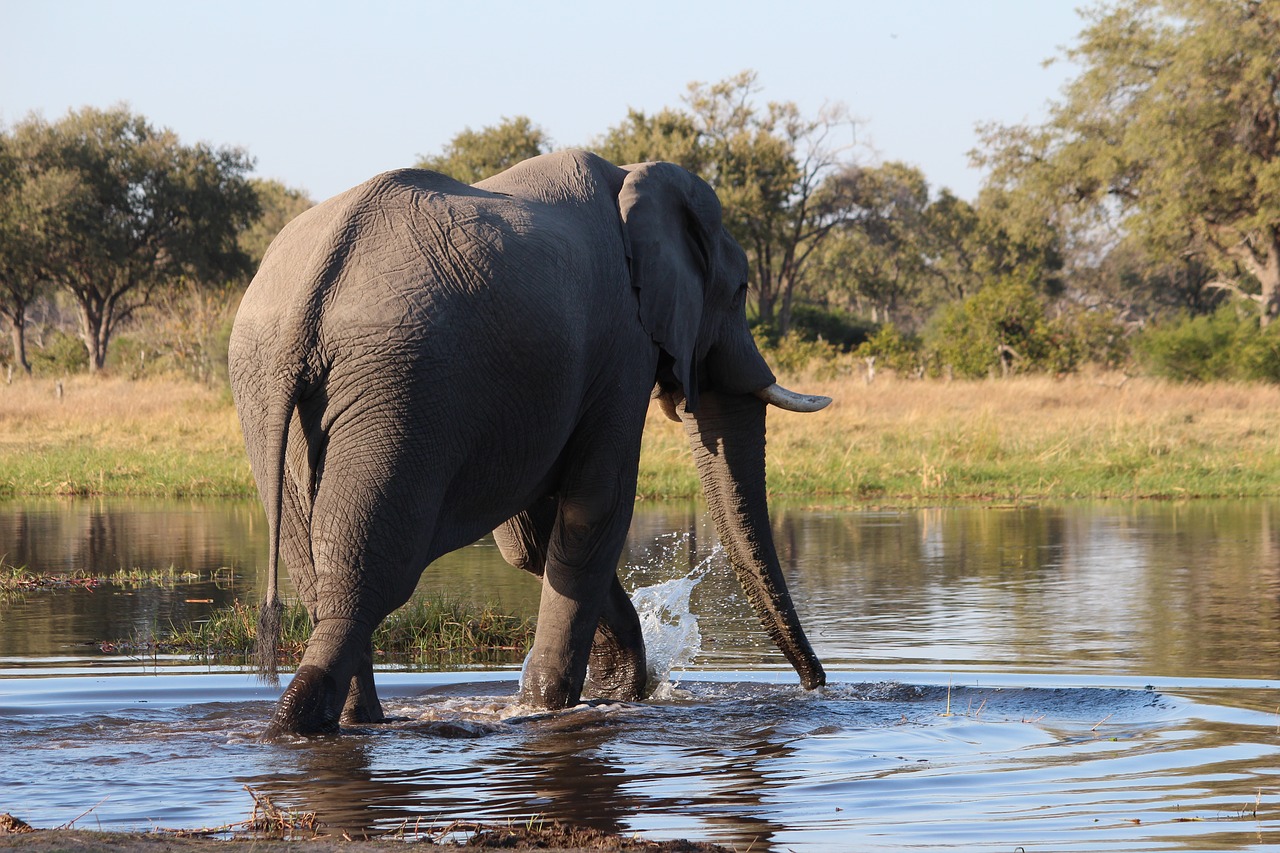 elephant  bush  botswana free photo