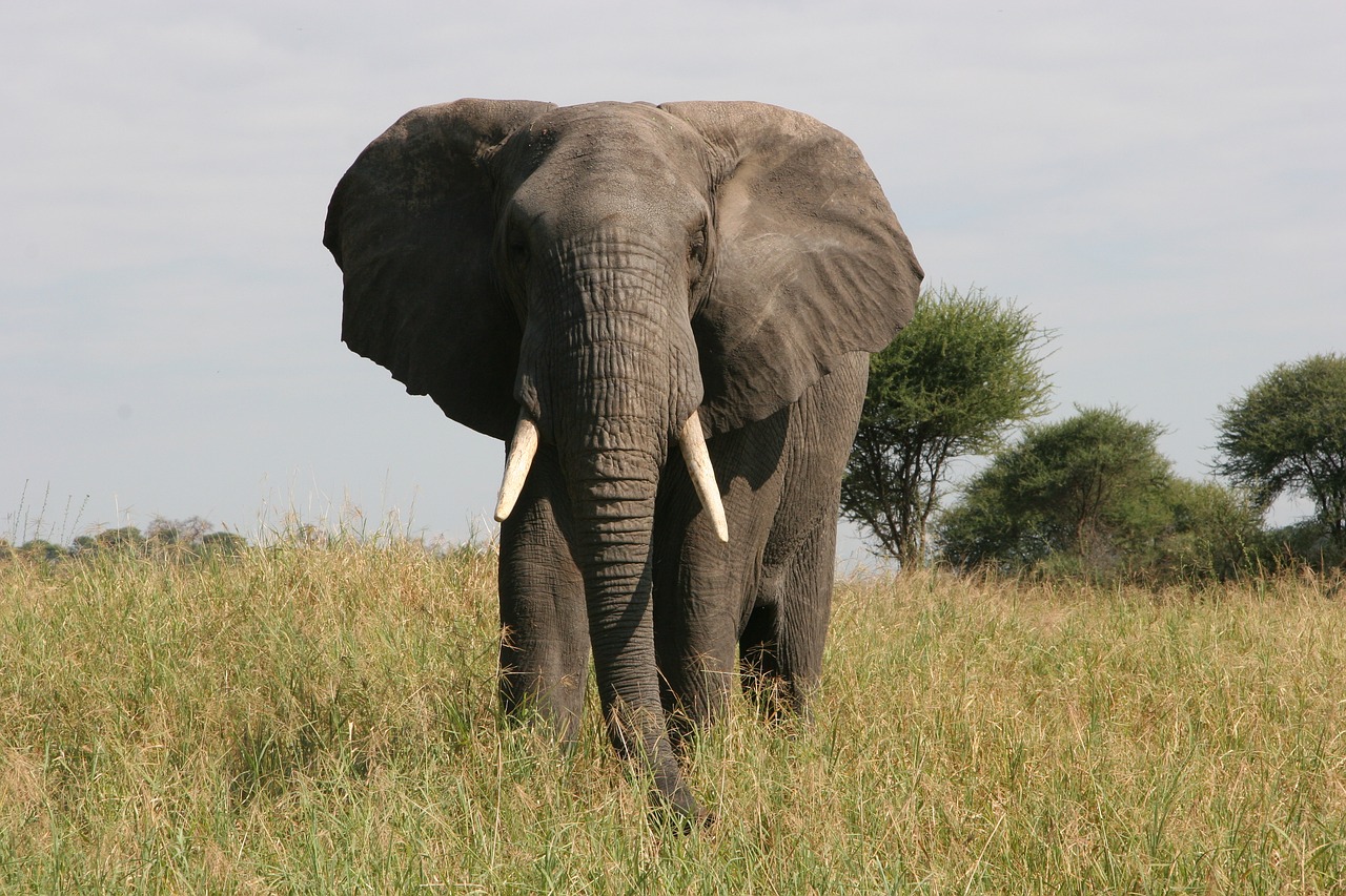 elephant  tusk  safari free photo