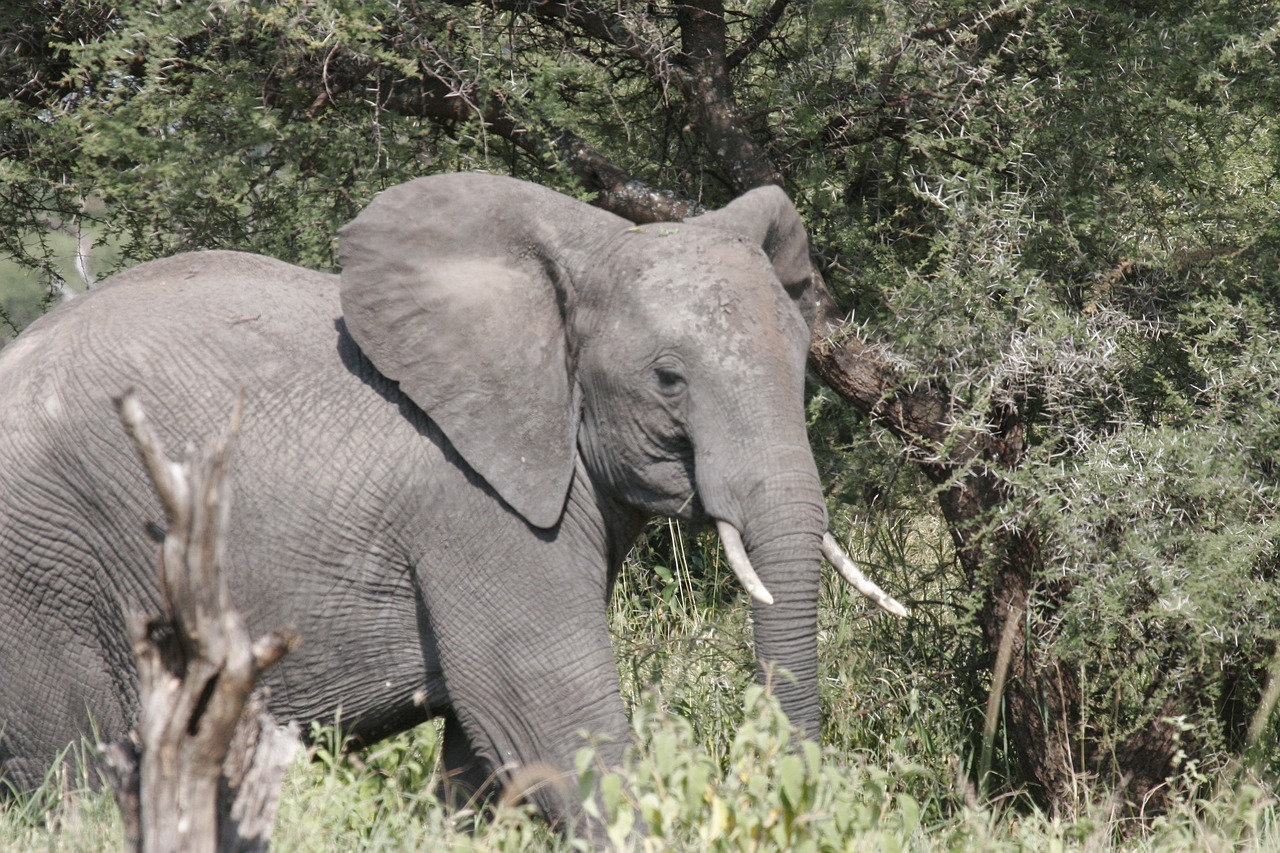 elephant  africa  tarangire free photo