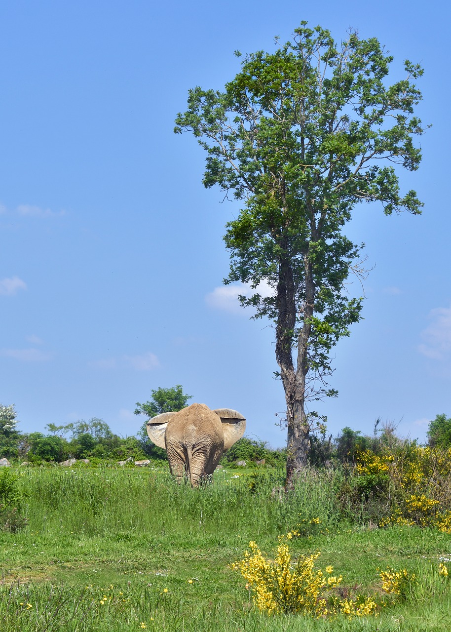 elephant  tree  animal free photo