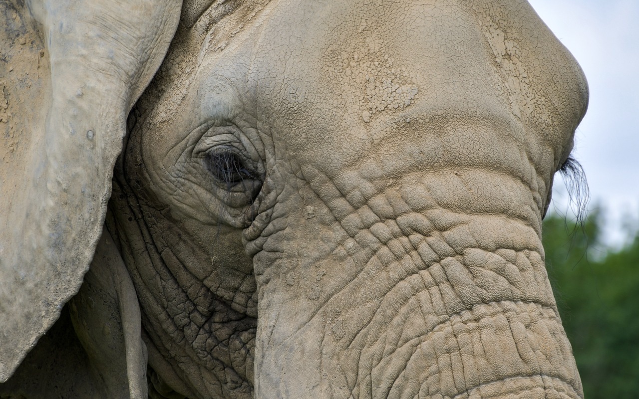 elephant  close up  eyelashes free photo
