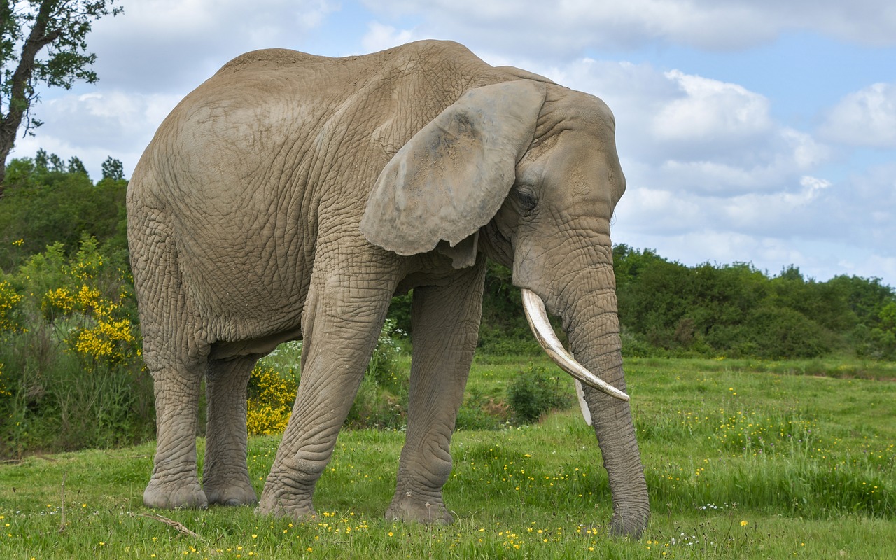 elephant  green  nature free photo