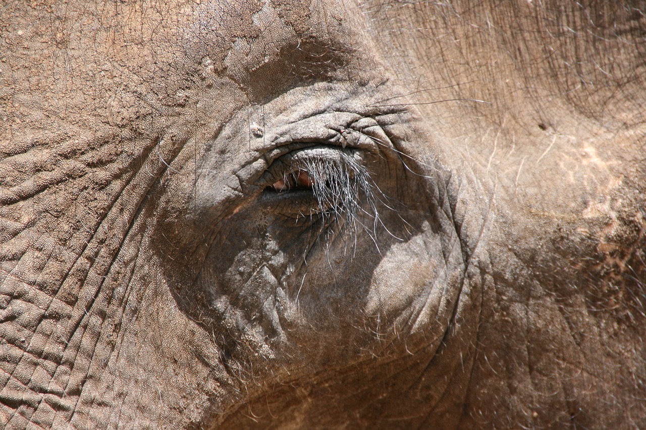 elephant  eye  animal free photo