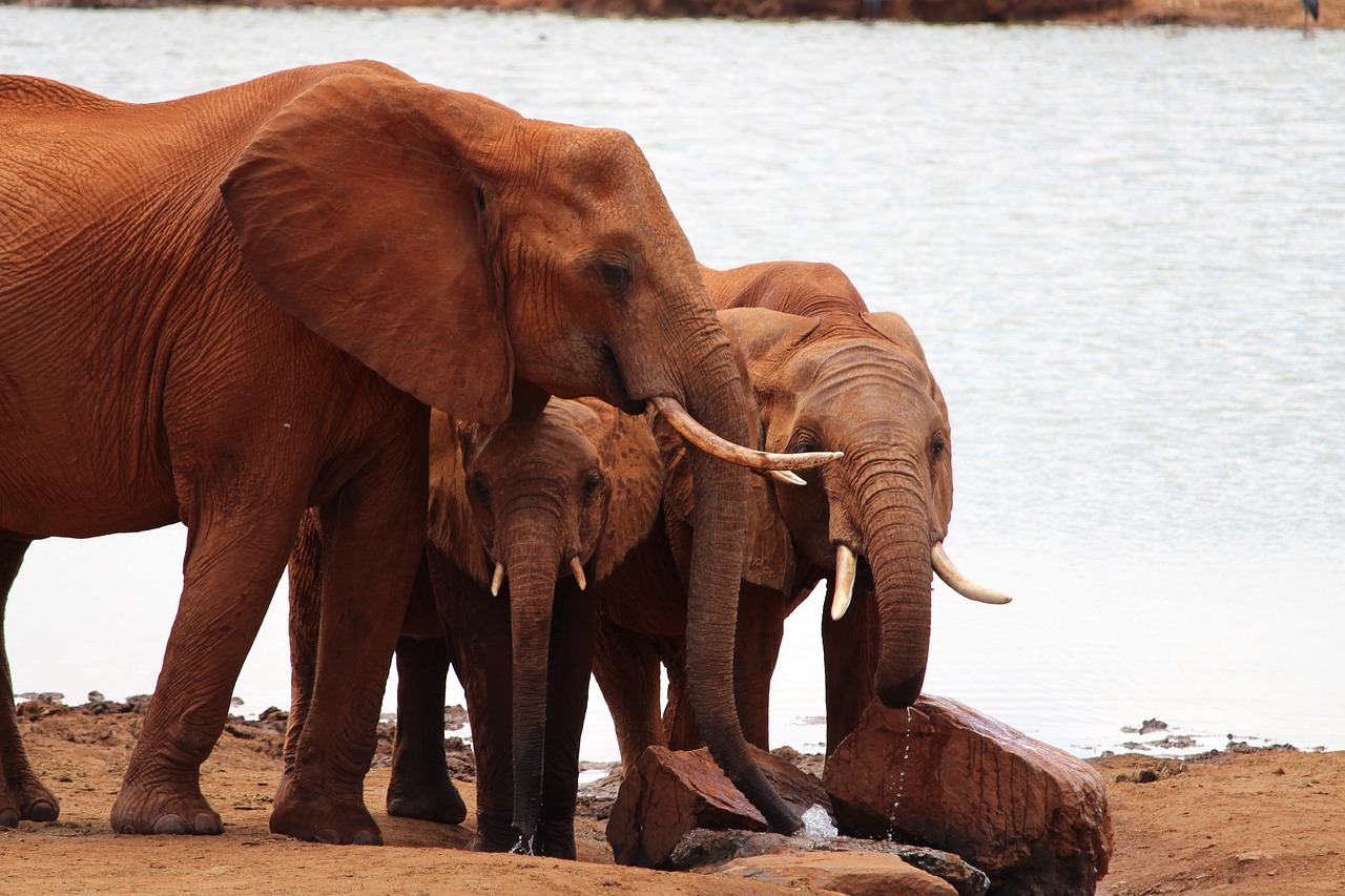 elephant  africa  elephant family free photo