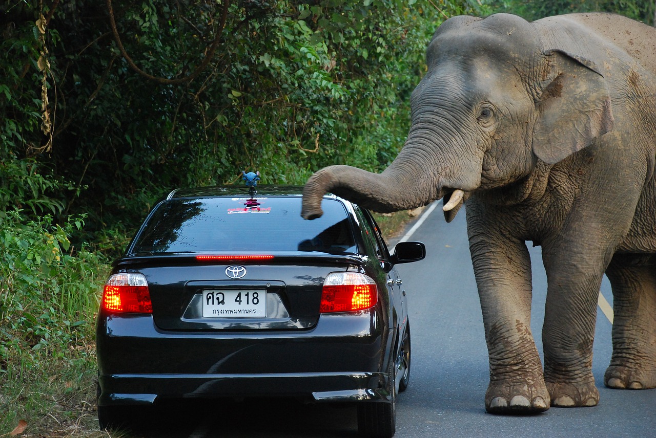 elephant  auto  rainforest free photo