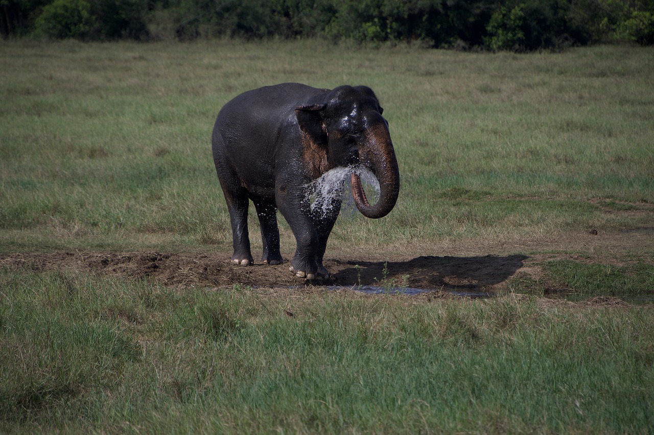 elephant  drink  nature free photo