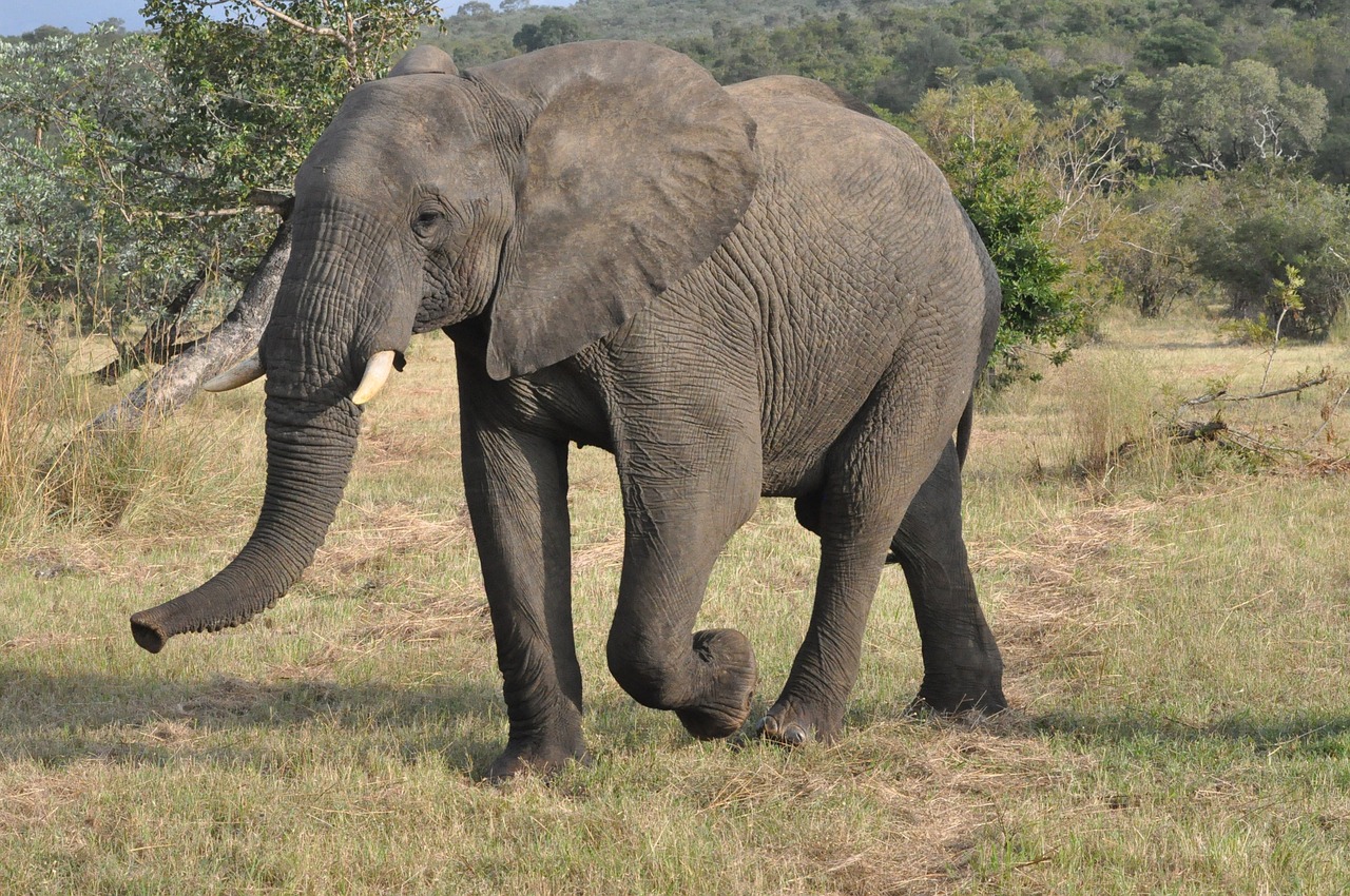 elephant  safari  south africa free photo