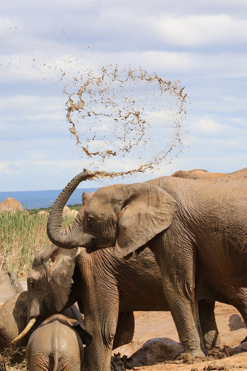 elephant  south africa  addo national park free photo