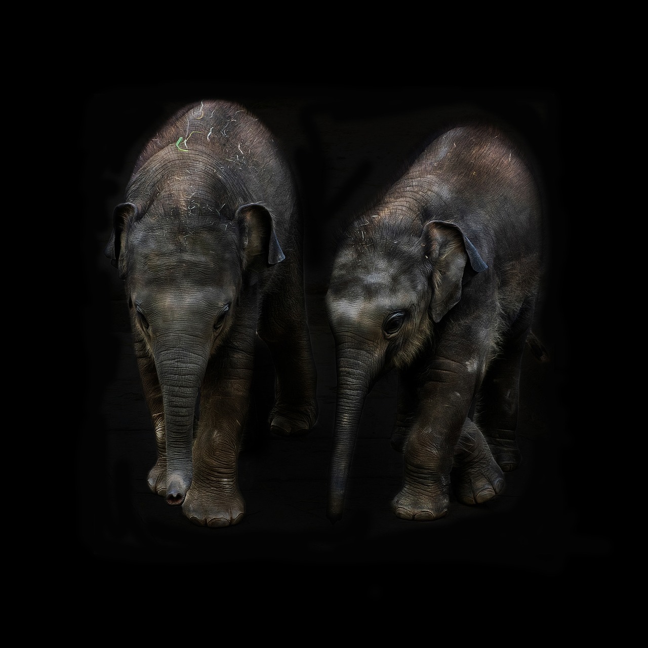 elephant  animal  pachyderm free photo