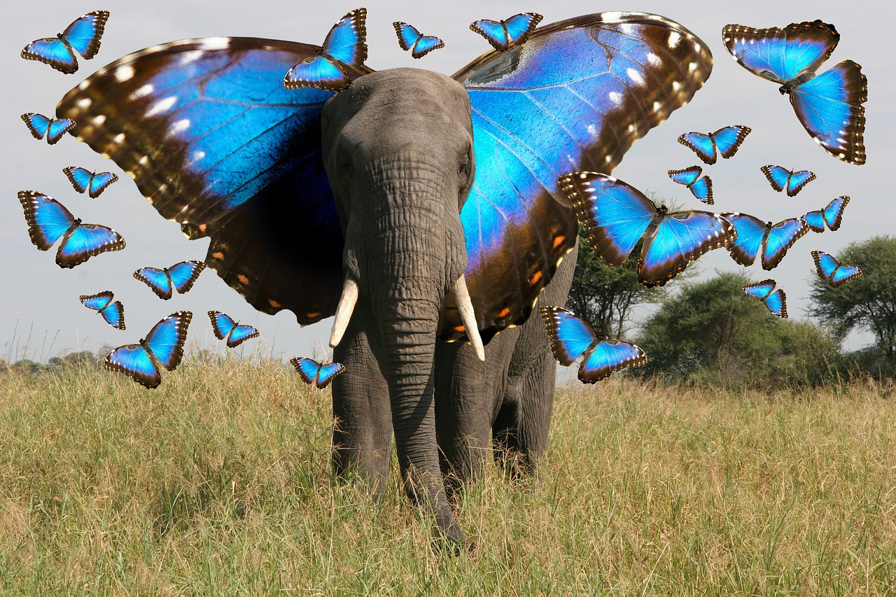 elephant  butterfly  animals free photo