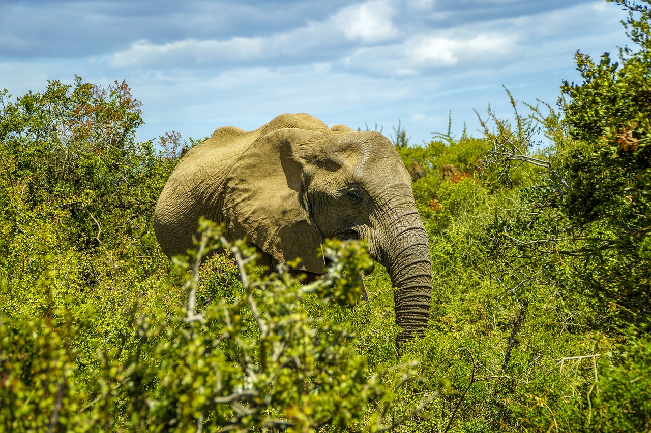 elephant  wildlife  safari free photo