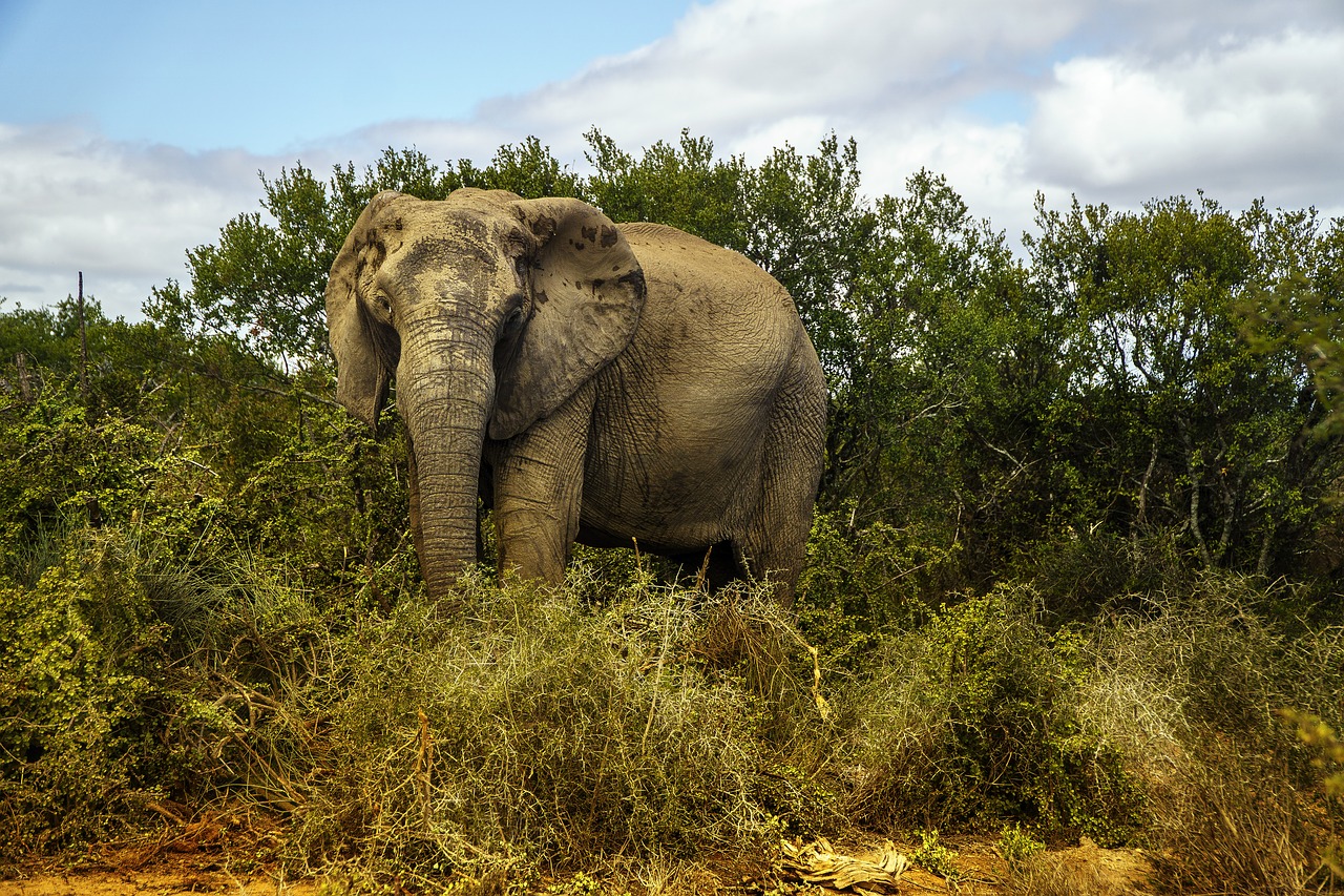 elephant  wildlife  africa free photo