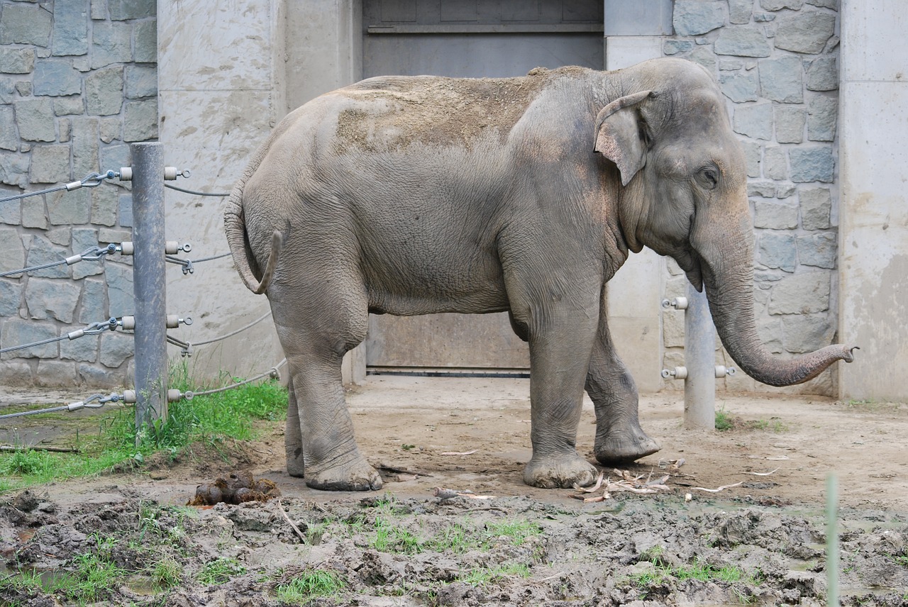 elephant  animal  large free photo