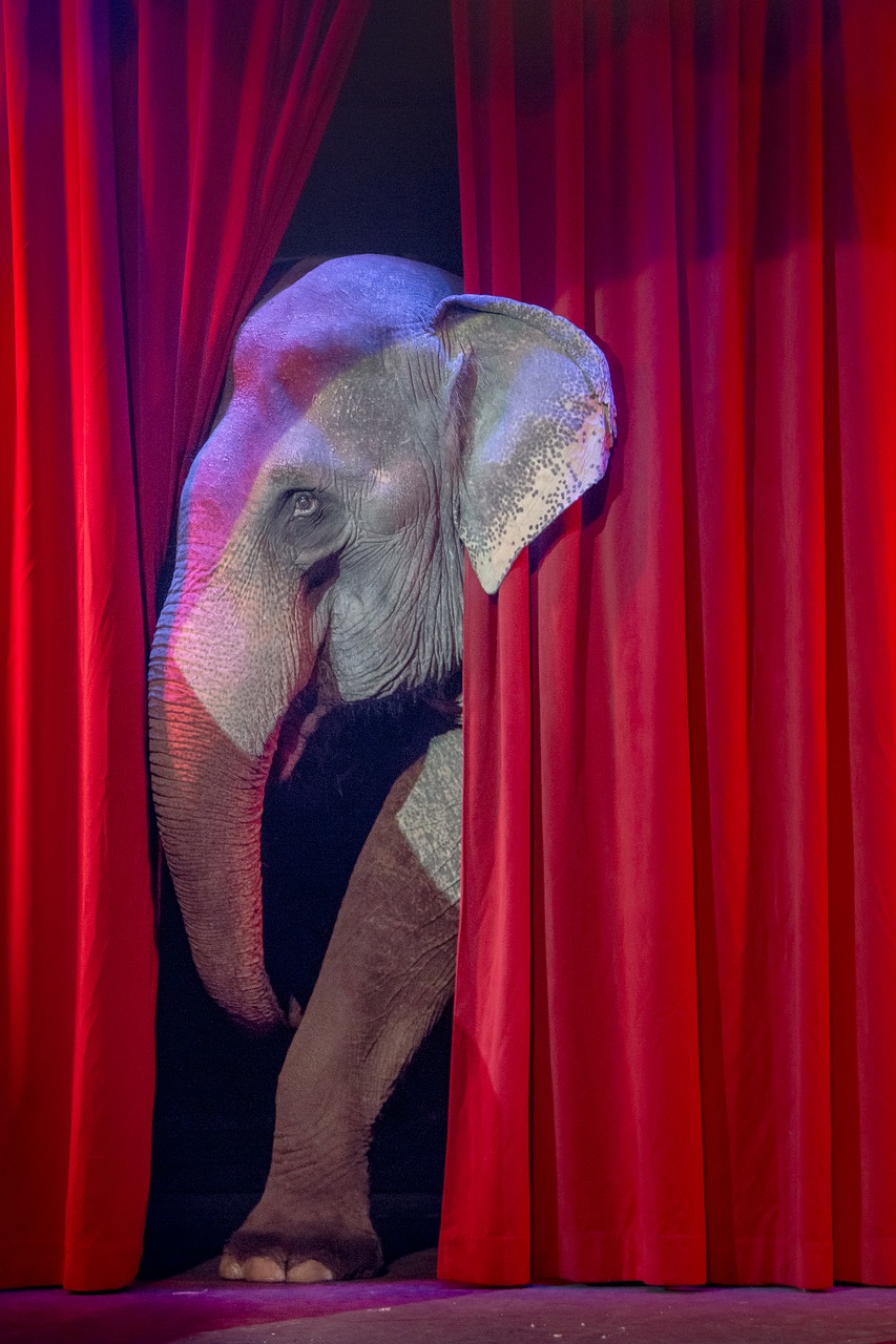elephant  circus  shy free photo