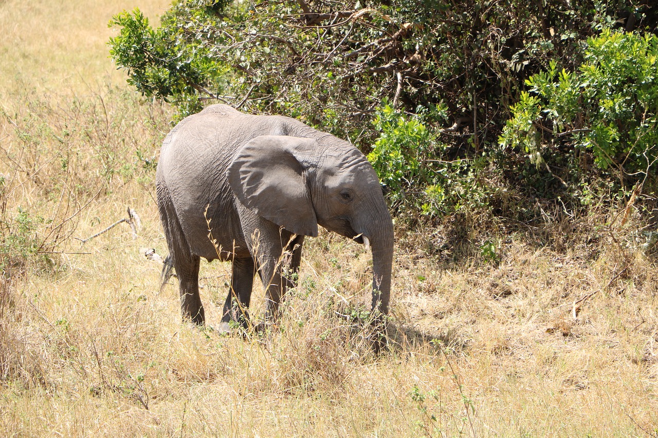 elephant  baby elephant  animal free photo