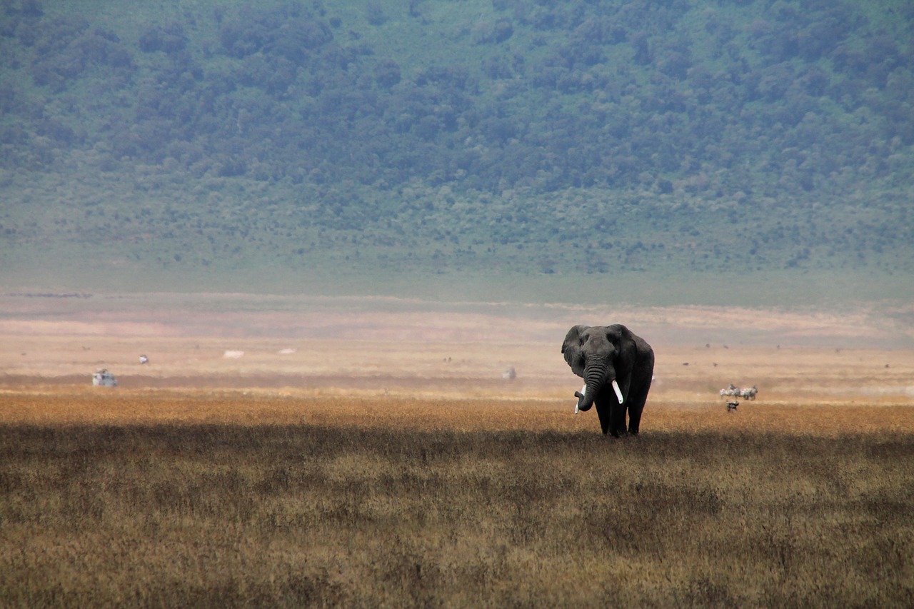 elephant  crater  africa free photo