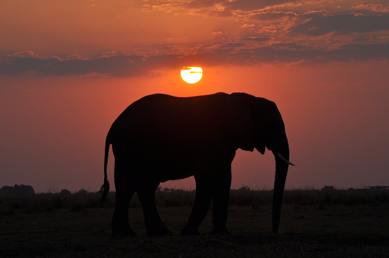 elephant  sunset  nature free photo