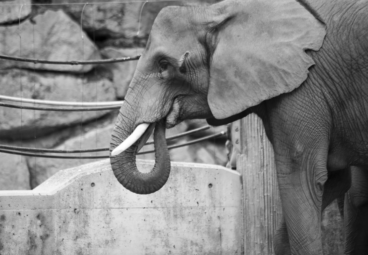 elephant  powerful  animal world free photo